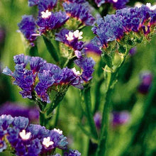 Načíst obrázek do prohlížeče Galerie, Statice (Limonka) chobotnatá - "Pacific, Midnight Blue"