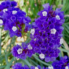 Načíst obrázek do prohlížeče Galerie, Statice (Limonka) chobotnatá - "Pacific, Midnight Blue"