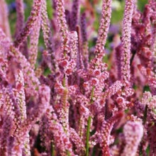 Načíst obrázek do prohlížeče Galerie, Statice (Limonka) - "Suworowa", Pink Poker