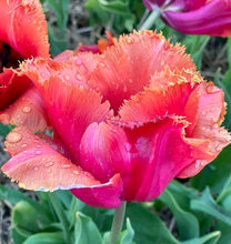 Načíst obrázek do prohlížeče Galerie, Tulipán - "Louvre Orange, 5ks