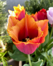 Načíst obrázek do prohlížeče Galerie, Tulipán - "Louvre Orange, 5ks