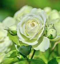 Načíst obrázek do prohlížeče Galerie, Růže - "Lovely Green ®", sazenice 1ks