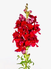 Načíst obrázek do prohlížeče Galerie, Hledík větší - "Madame Butterfly", Red