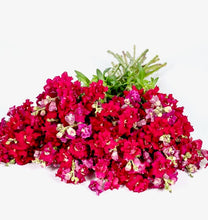 Načíst obrázek do prohlížeče Galerie, Hledík větší - "Madame Butterfly", Red