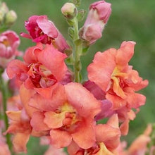 Načíst obrázek do prohlížeče Galerie, Hledík větší - "Madame Butterfly", Bronze