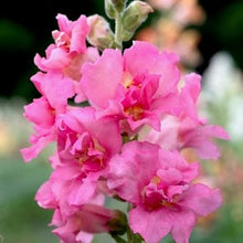 Načíst obrázek do prohlížeče Galerie, Hledík větší - "Madame Butterfly", Rose