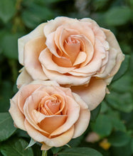 Načíst obrázek do prohlížeče Galerie, Růže - "MARILYN MONROE®", sazenice 1ks