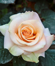 Načíst obrázek do prohlížeče Galerie, Růže - "MARILYN MONROE®", sazenice 1ks