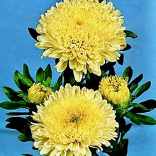 Načíst obrázek do prohlížeče Galerie, Astra čínská - "Matador", Yellow