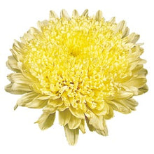 Načíst obrázek do prohlížeče Galerie, Astra čínská - "Matador", Yellow