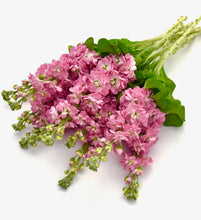 Načíst obrázek do prohlížeče Galerie, Fiala sivá - "Stock, Mathilda", Antique rose