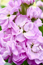 Načíst obrázek do prohlížeče Galerie, Fiala sivá - "Stock, Mathilda", Pink