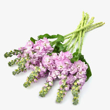 Načíst obrázek do prohlížeče Galerie, Fiala sivá - "Stock, Mathilda", Pink