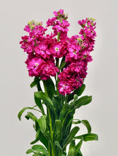 Načíst obrázek do prohlížeče Galerie, Fiala sivá - "Katz", Crimson