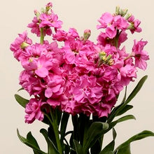 Načíst obrázek do prohlížeče Galerie, FIala sivá- "Katz", Bright rose