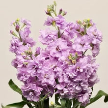 Načíst obrázek do prohlížeče Galerie, Fiala sivá - "Katz", Light Lavender