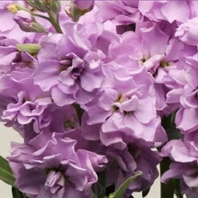 Načíst obrázek do prohlížeče Galerie, Fiala sivá - "Katz", Light Lavender