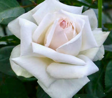 Načíst obrázek do prohlížeče Galerie, Růže - "ANGGUN®, var. Meibokir", sazenice 1ks