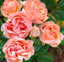 Načíst obrázek do prohlížeče Galerie, Růže - "AUGUSTE ESCOFFIER®, Meizasmyne", sazenice 1ks