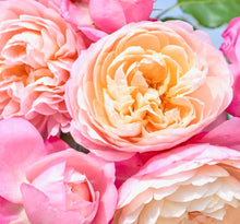 Načíst obrázek do prohlížeče Galerie, Růže - "DAVID HOCKNEY® Meibritty", sazenice 1ks