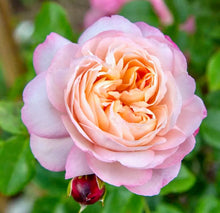 Načíst obrázek do prohlížeče Galerie, Růže - "DAVID HOCKNEY® Meibritty", sazenice 1ks