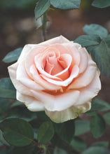 Načíst obrázek do prohlížeče Galerie, Růže - "MARILYN MONROE®", sazenice 1ks