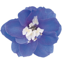 Načíst obrázek do prohlížeče Galerie, Ostrožka vyvýšená - "Magic Fountain", Blue white bee