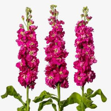 Načíst obrázek do prohlížeče Galerie, Fiala sivá - "Milla", Deep Rose