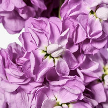 Načíst obrázek do prohlížeče Galerie, Fiala sivá - "Milla", Lavender