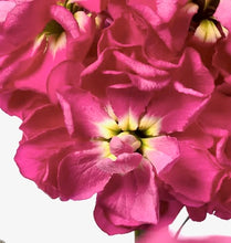 Načíst obrázek do prohlížeče Galerie, Fiala sivá - "Milla", Rose