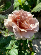 Načíst obrázek do prohlížeče Galerie, Růže - "MOKAROSA®", sazenice 1ks