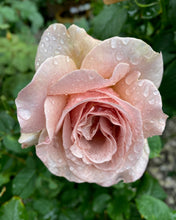 Načíst obrázek do prohlížeče Galerie, Růže - "MOKAROSA®", sazenice 1ks