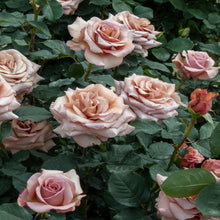 Načíst obrázek do prohlížeče Galerie, Růže - "MOKAROSA®", sazenice 1ks