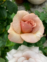 Načíst obrázek do prohlížeče Galerie, Růže - "MOKAROSA®", sazenice 1ks