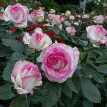 Načíst obrázek do prohlížeče Galerie, Růže - "MOONSTONE ®", sazenice 1ks
