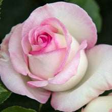 Načíst obrázek do prohlížeče Galerie, Růže - "MOONSTONE ®", sazenice 1ks