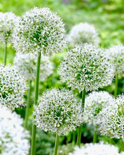 Načíst obrázek do prohlížeče Galerie, Okrasný česnek - "Mount Everest", 1ks