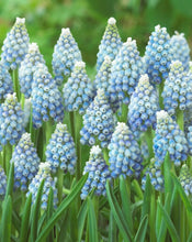 Načíst obrázek do prohlížeče Galerie, Modřenec - "Ocean Magic®", 10ks