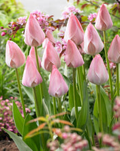 Načíst obrázek do prohlížeče Galerie, Tulipán - "Mystic van Eijk", 5ks, 10ks