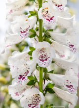 Načíst obrázek do prohlížeče Galerie, Náprstník (červený) - "Dottie", White