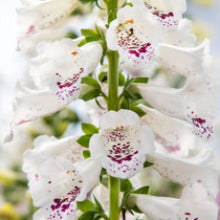 Načíst obrázek do prohlížeče Galerie, Náprstník (červený) - "Dottie", White