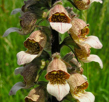 Načíst obrázek do prohlížeče Galerie, Náprstník vlnatý - "Café Crema"