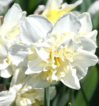 Načíst obrázek do prohlížeče Galerie, Narcis - "Amira", 5ks