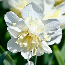 Načíst obrázek do prohlížeče Galerie, Narcis - "Amira", 5ks