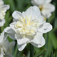 Načíst obrázek do prohlížeče Galerie, Narcis - "Easter born", 4ks, 8ks