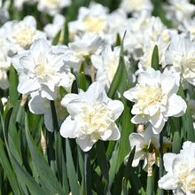 Načíst obrázek do prohlížeče Galerie, Narcis - "Easter born", 4ks, 8ks