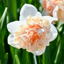 Načíst obrázek do prohlížeče Galerie, Narcis - "Flower Surprise", 5ks
