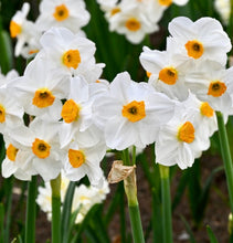Načíst obrázek do prohlížeče Galerie, Narcis - "Geranium", 5ks