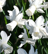 Načíst obrázek do prohlížeče Galerie, Narcis - "Lady Madonna", 5ks