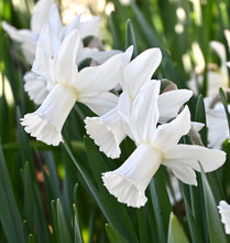 Načíst obrázek do prohlížeče Galerie, Narcis - "Lady Madonna", 5ks